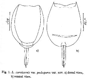 Arora, H C (1965): Hydrobiologia 26 p.448, fig.1